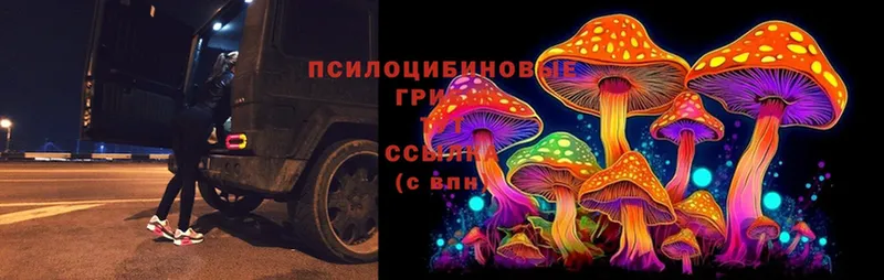 купить наркотик  даркнет состав  Галлюциногенные грибы Magic Shrooms  Пучеж 